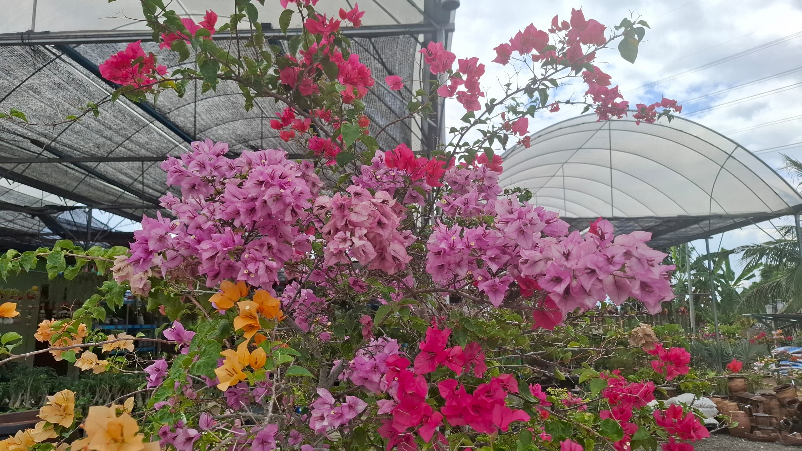 Pokok Bunga Hiasan Rumah
