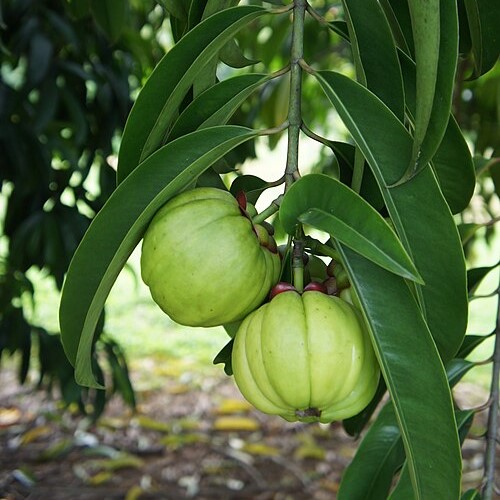 Asam Gelugor