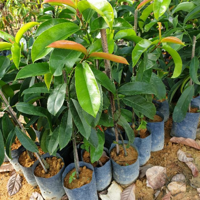 Asam Gelugor