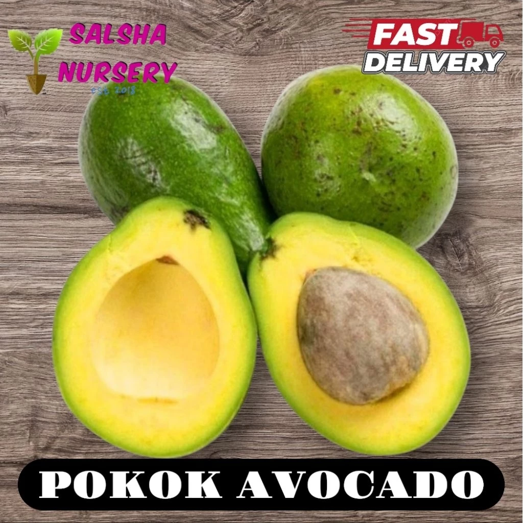 Anak Pokok Avocado