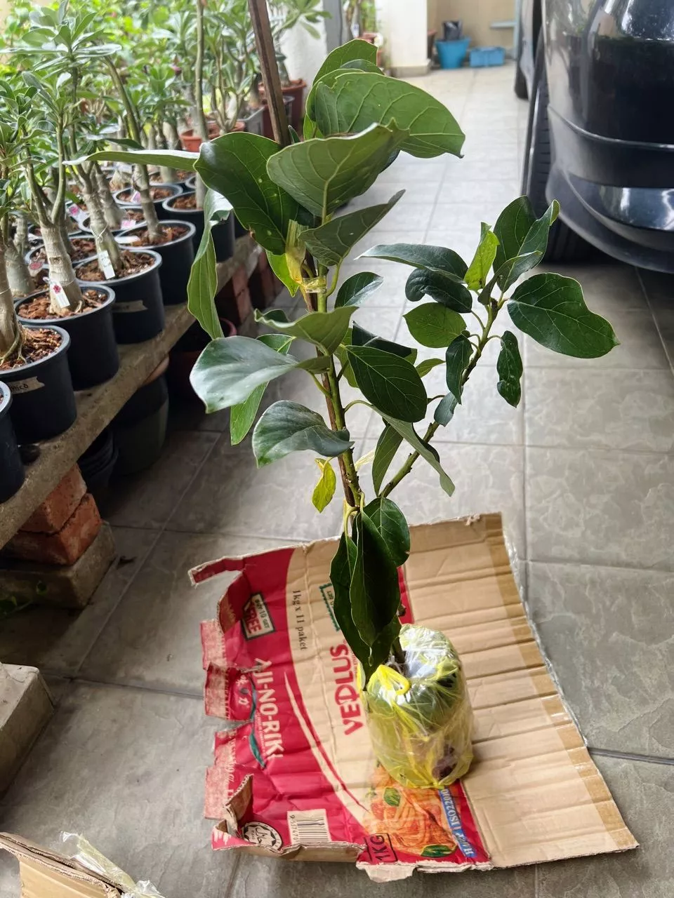 Ulasan Avocado 2