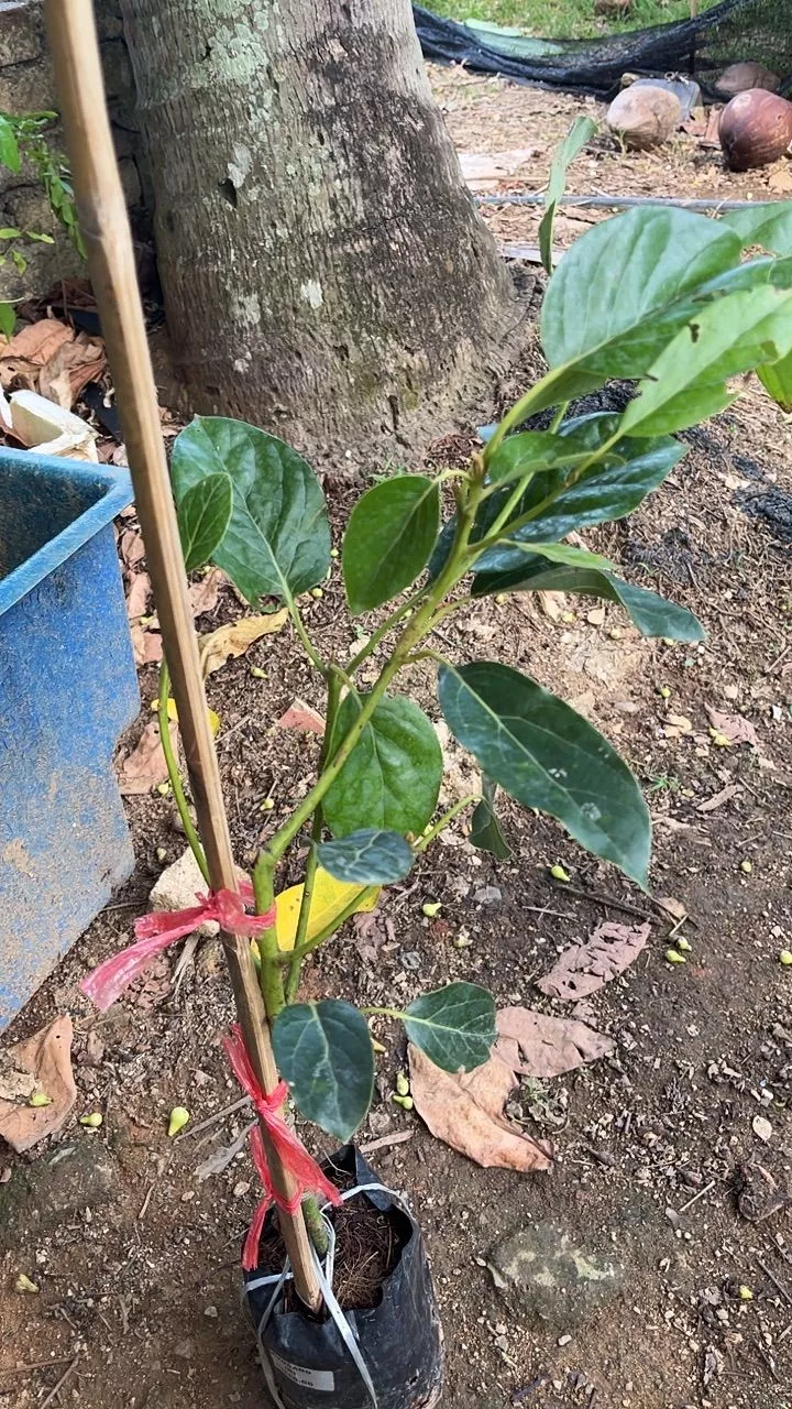 Ulasan Avocado 7