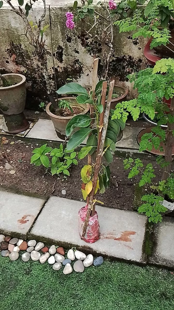 Ulasan Avocado 9