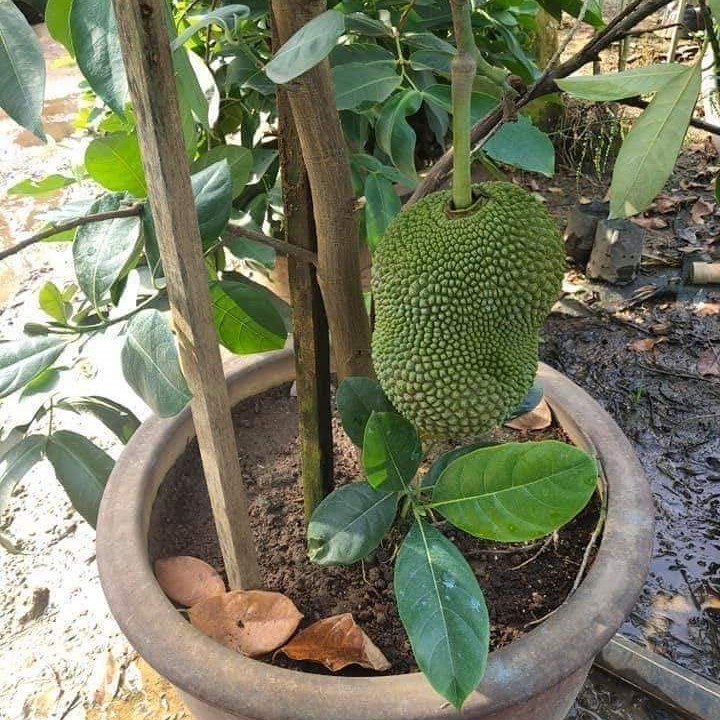 Cempedak Madu Ch28