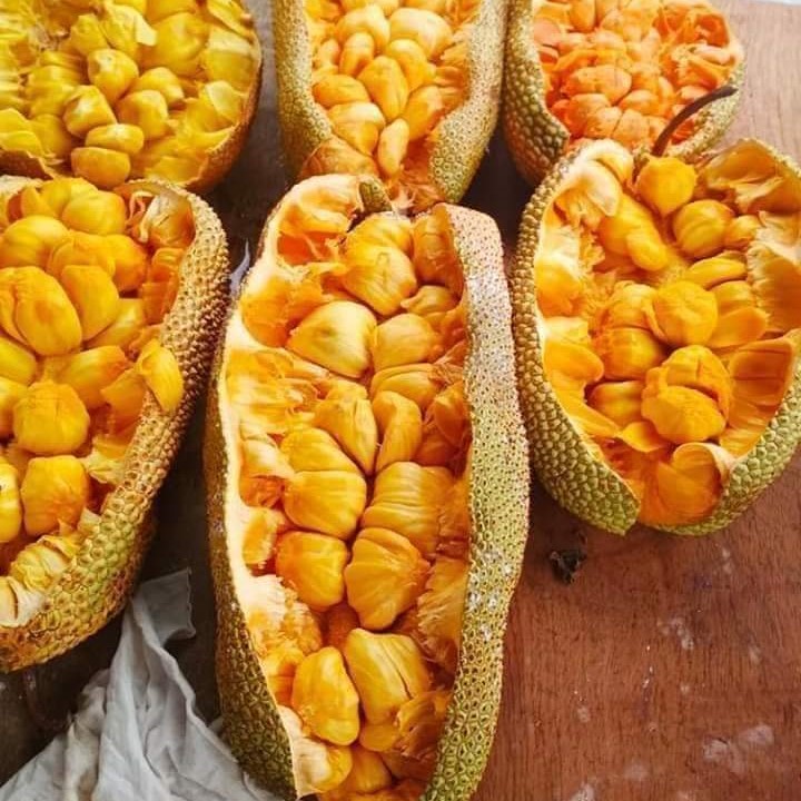 Cempedak Madu Ch28