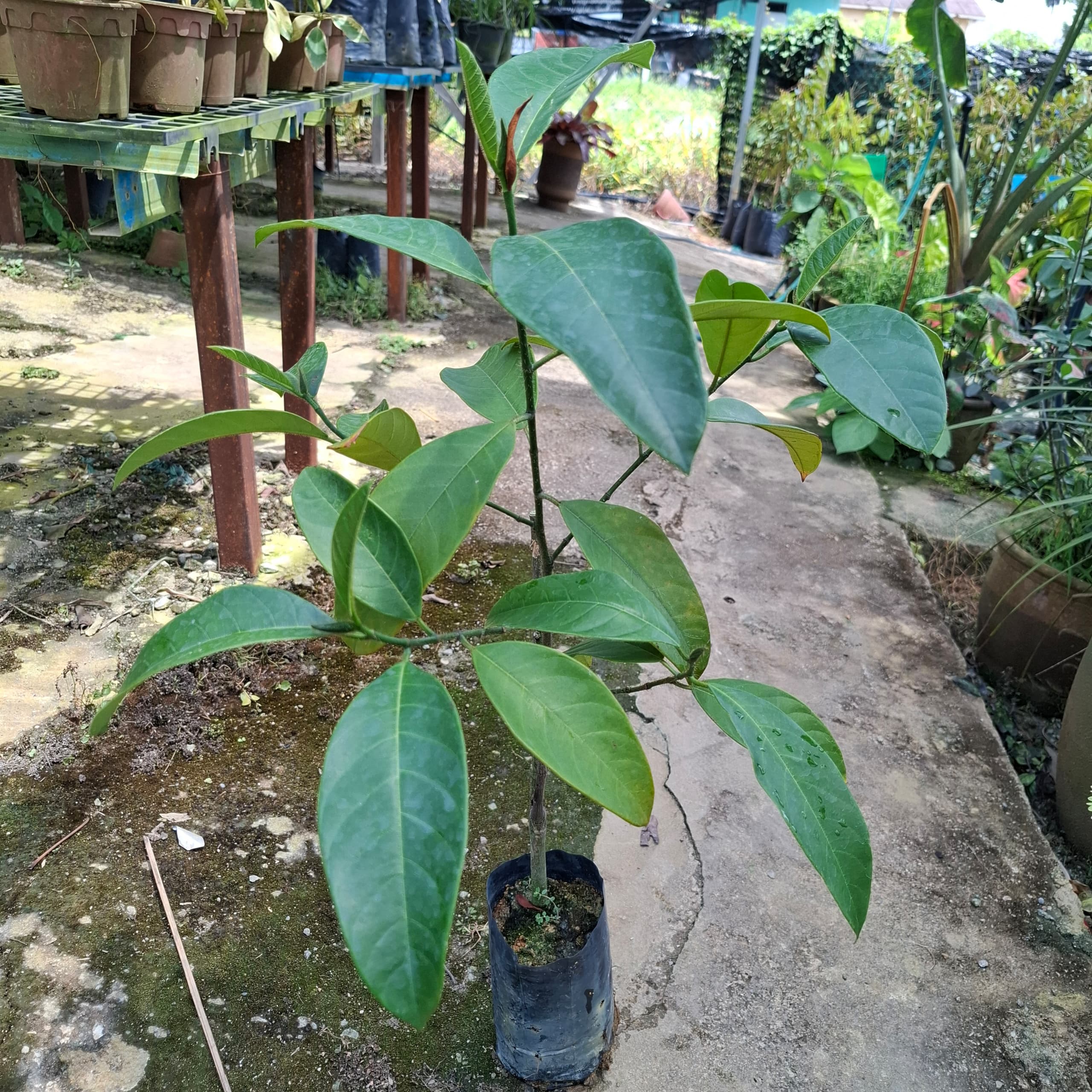 Cempedak Madu Ch28