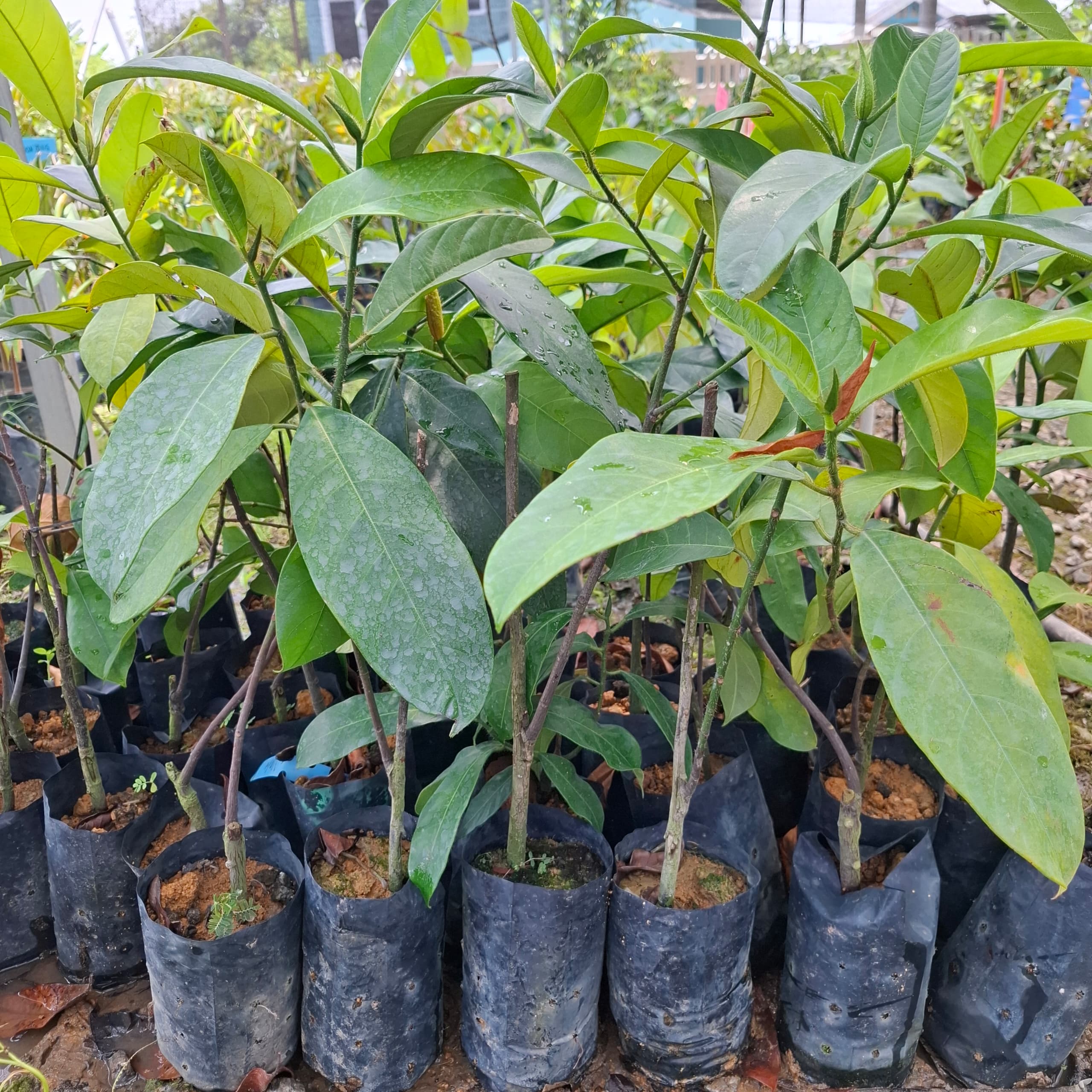 Cempedak Madu Ch28