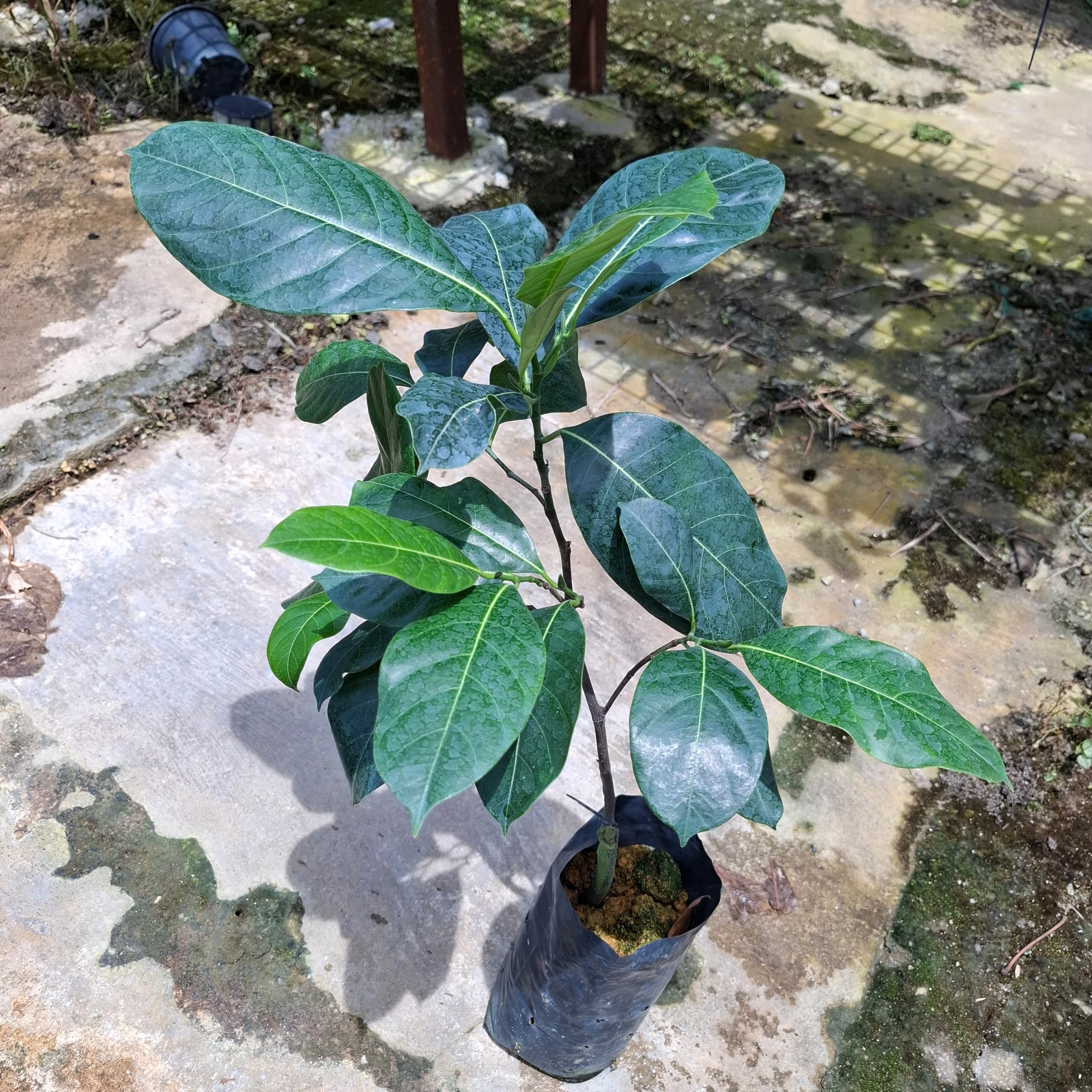 Cempedak Nangka