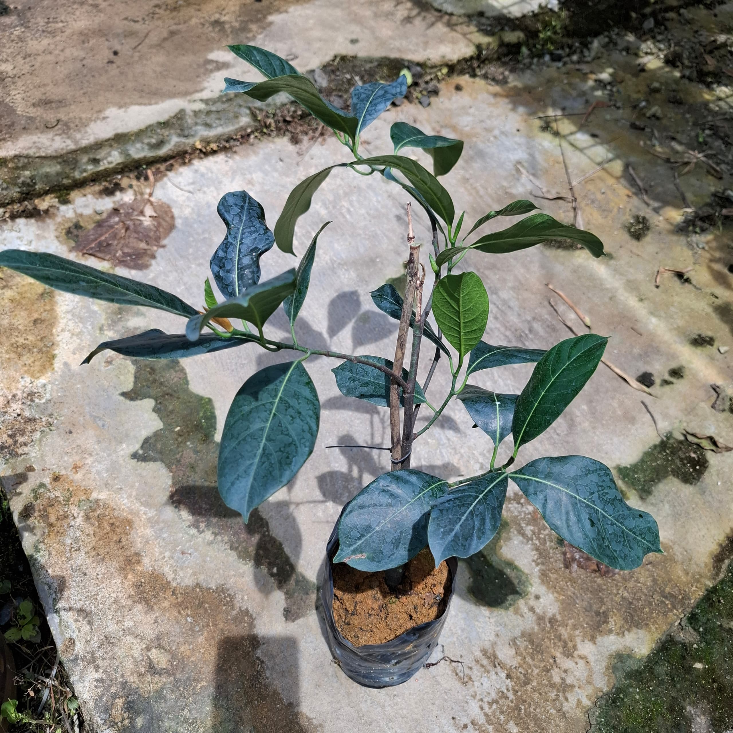 Cempedak Nangka