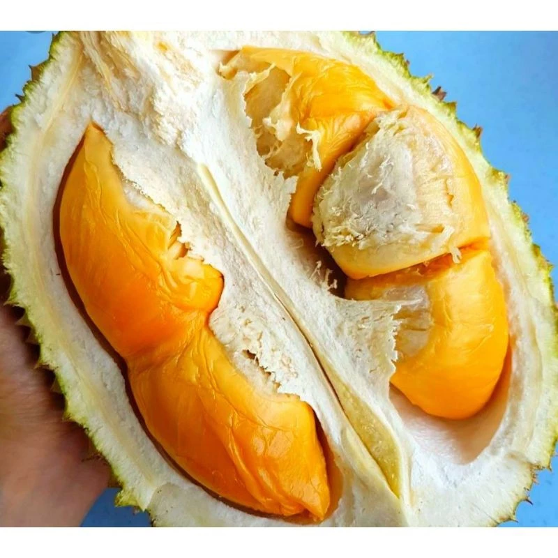 Durian Udang Merah D175