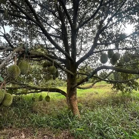 Durian Udang Merah D175