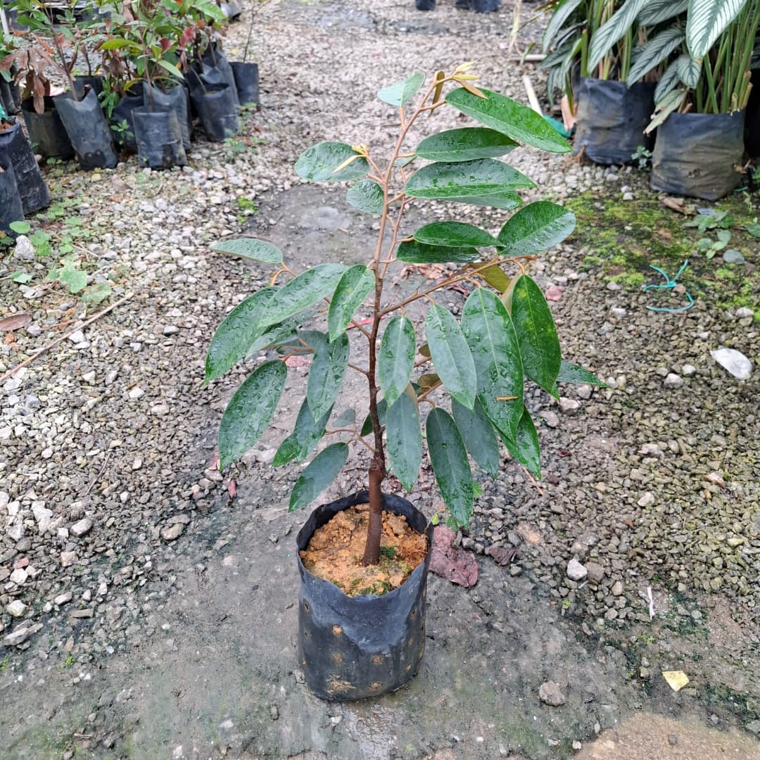 Durian Udang Merah D175