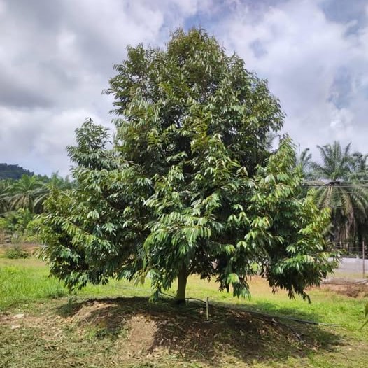 Durian Musang King D197 - Salsha Nursery | Seribuana