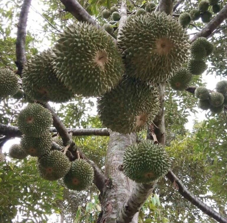 Durian Duri Hitam