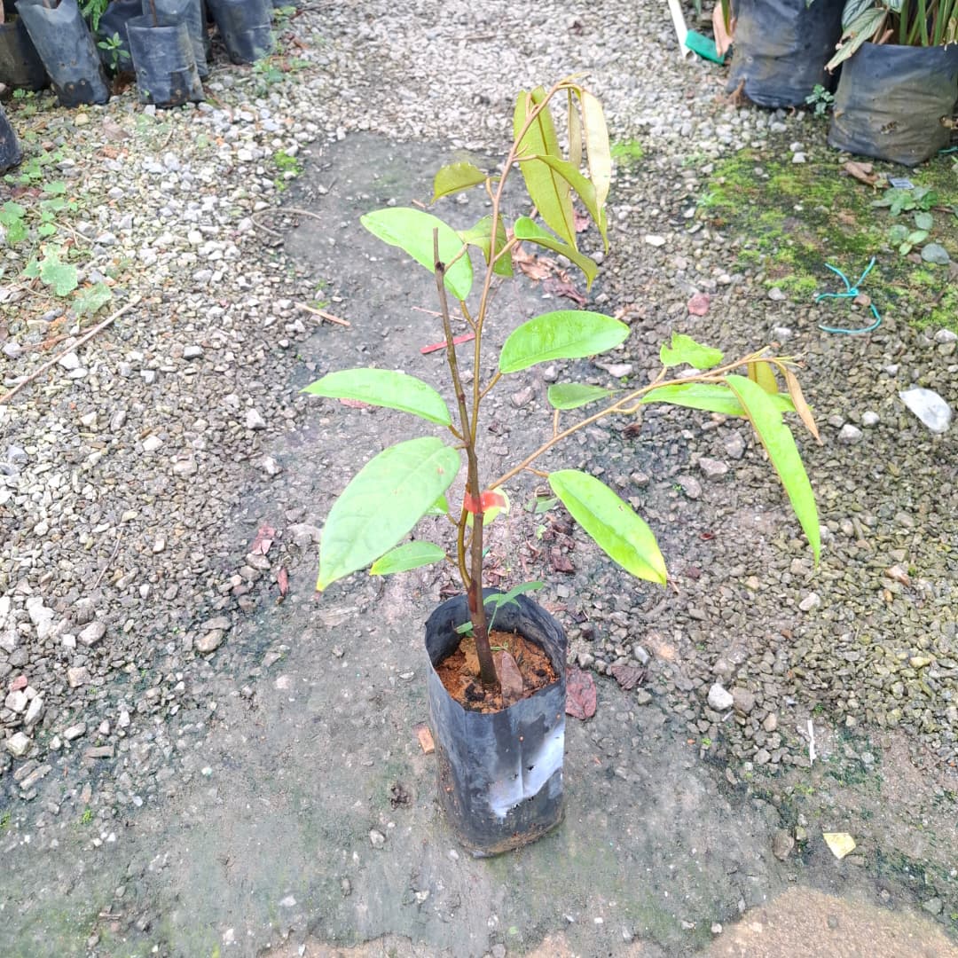 Durian Duri Hitam