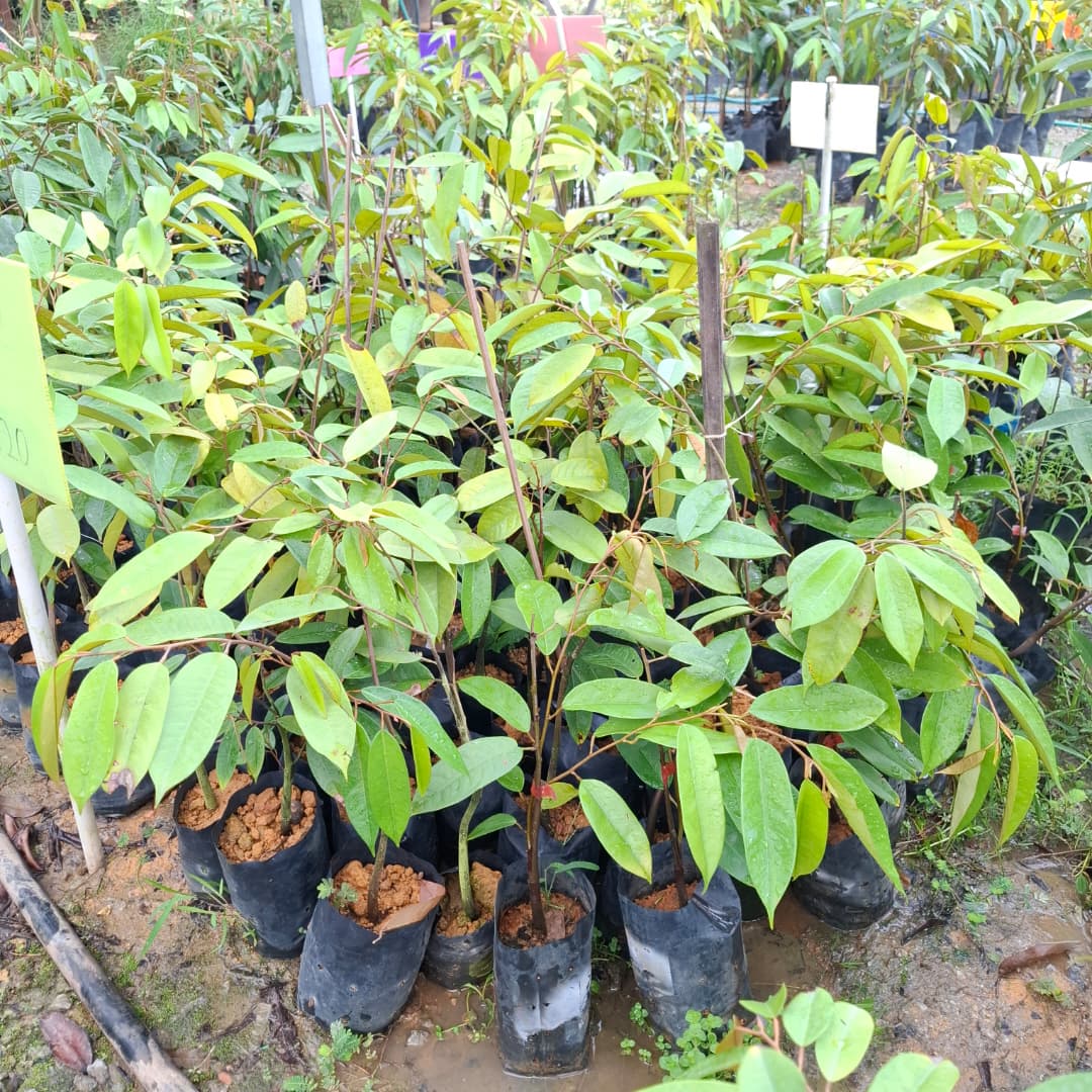 Durian Duri Hitam