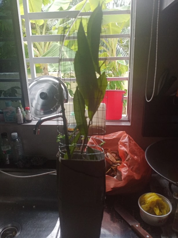Review Pokok Durian D24 15