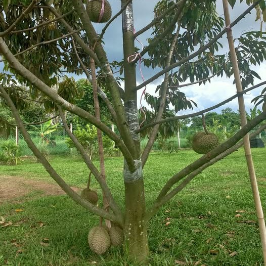 Durian D99