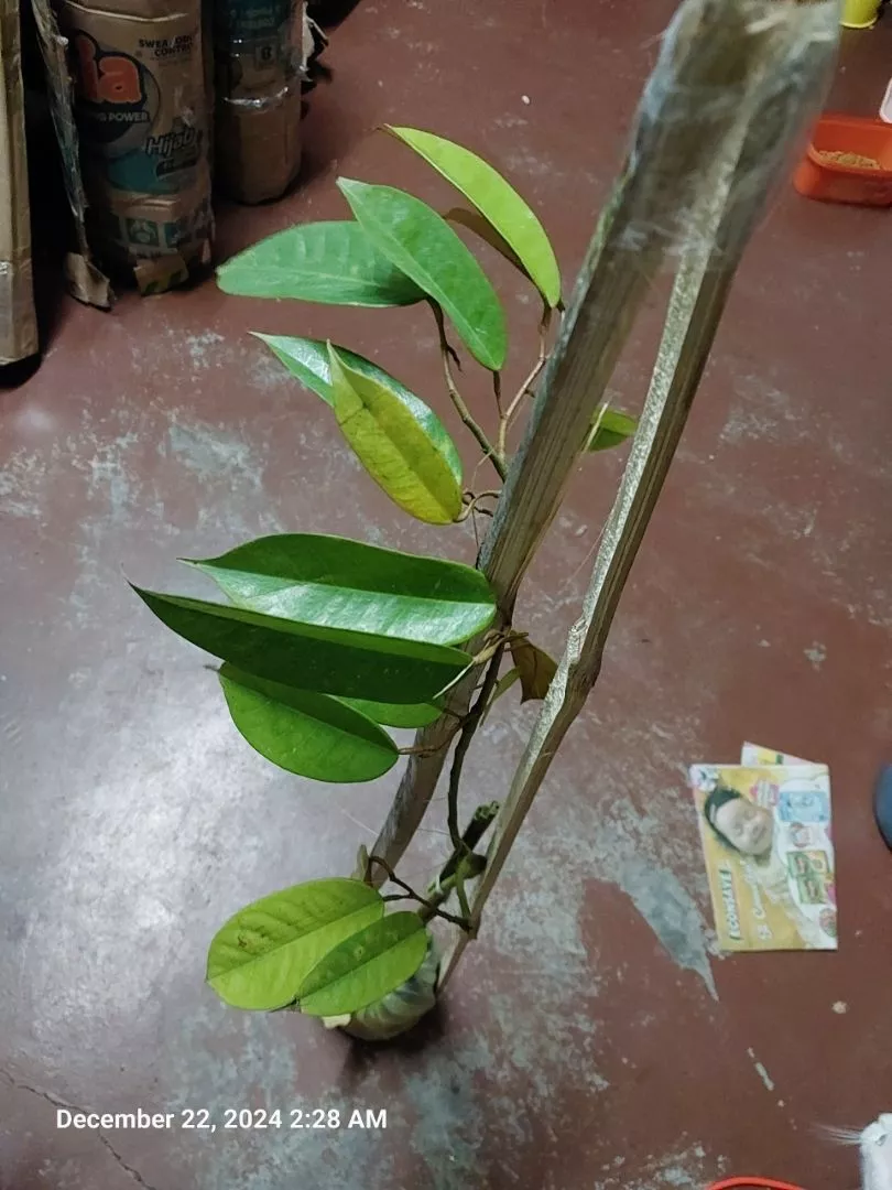 Review Pokok Durian D99 23