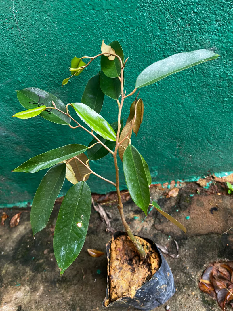 Review Pokok Durian D99 3