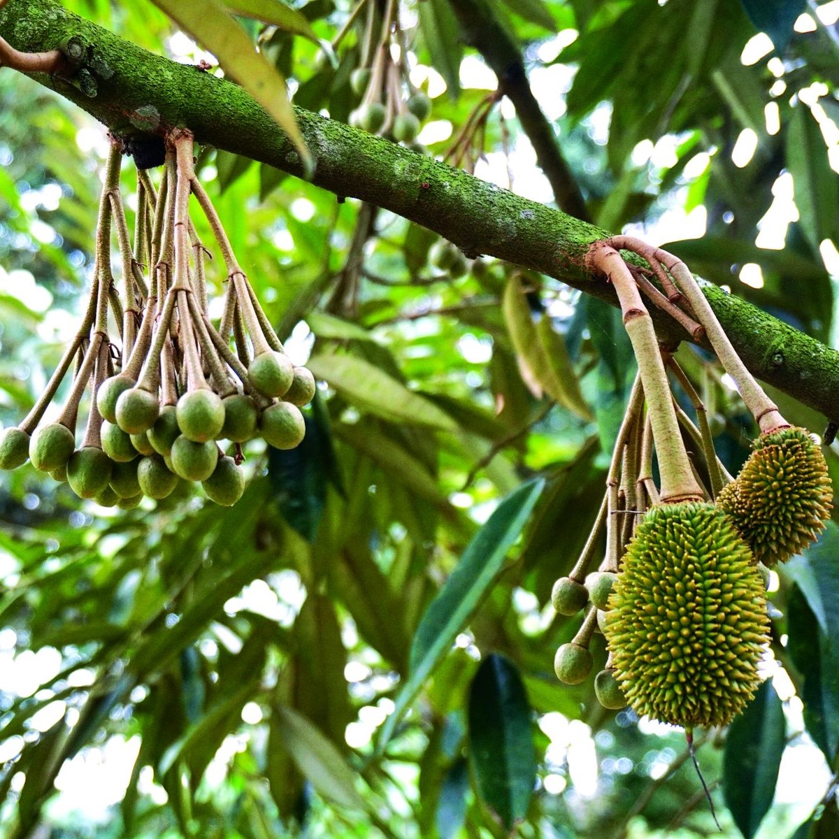 Durian IOI