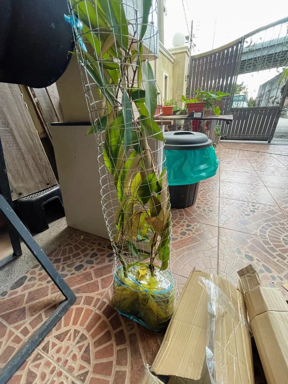 Review Pokok Durian Mdur88 10
