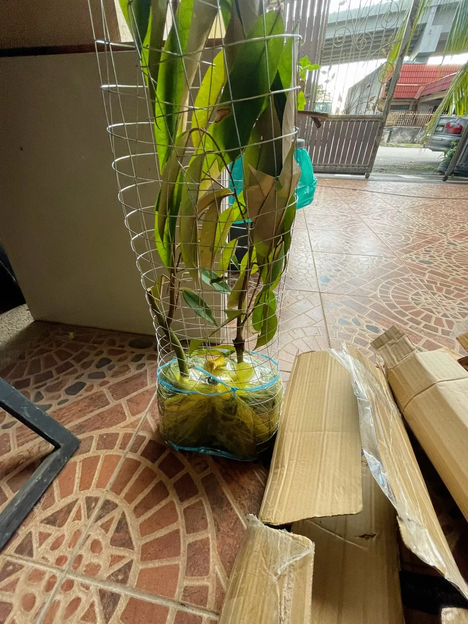 Review Pokok Durian Mdur88 11