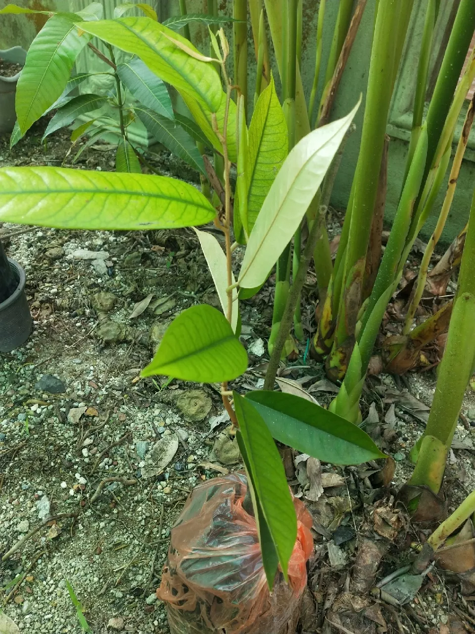 Review Pokok Durian Mdur88 12