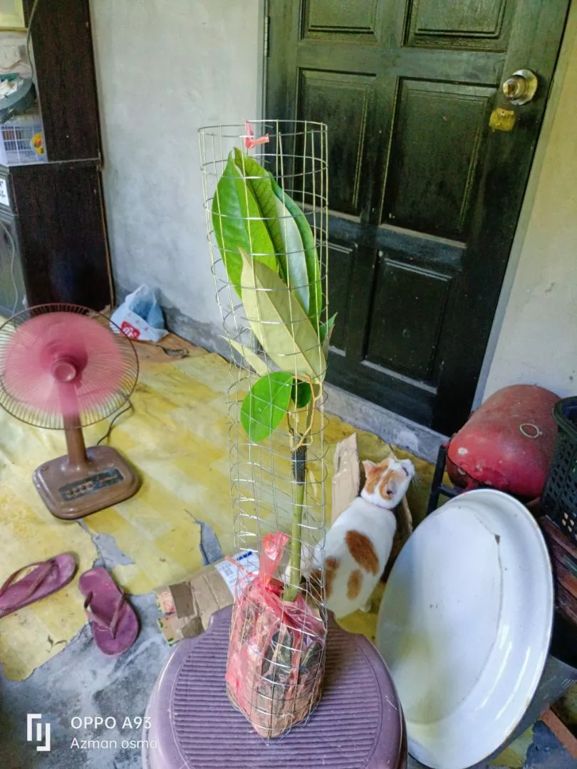 Review Pokok Durian Mdur88 5