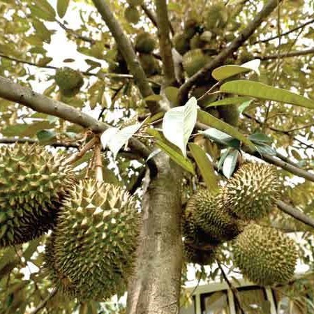 Durian Montong