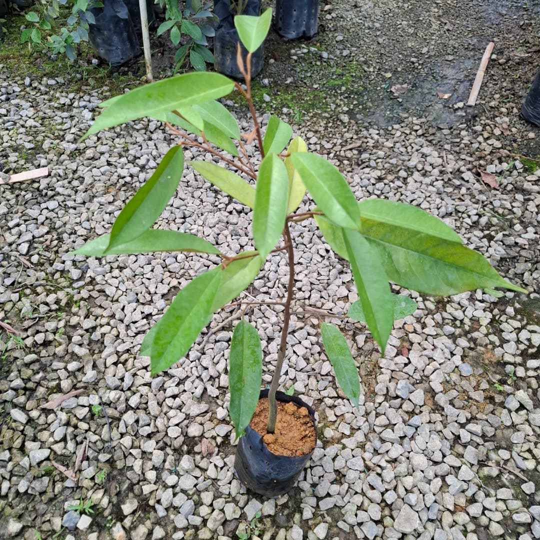 Durian Montong