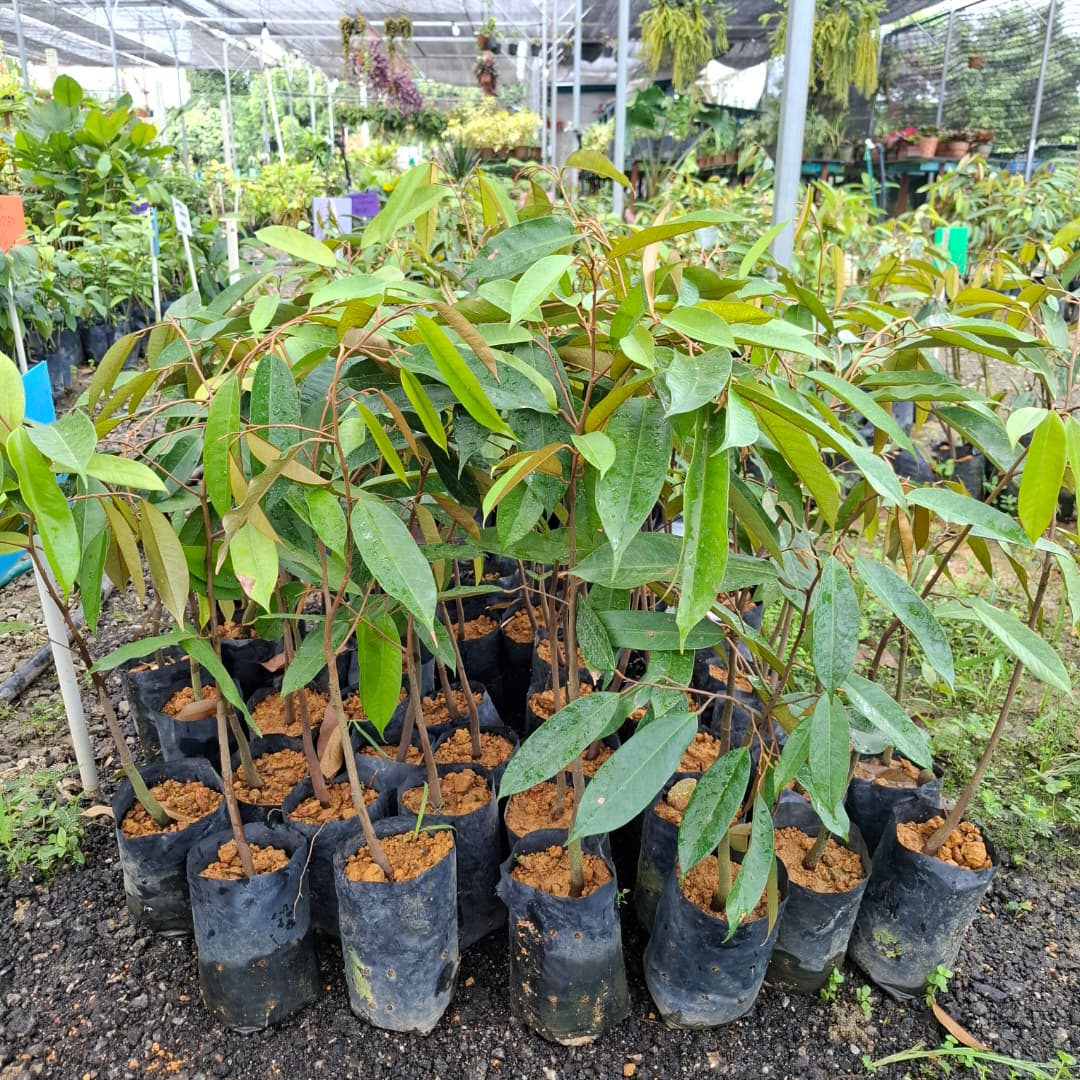 Durian Montong