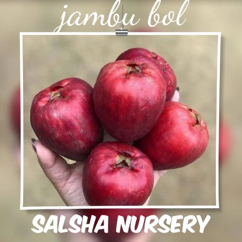 Jambu Bol Merah