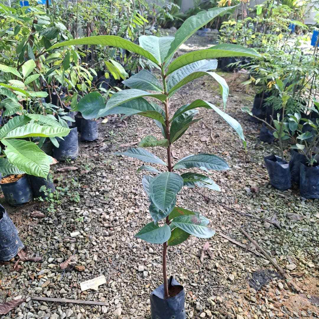 Jambu Bol Merah
