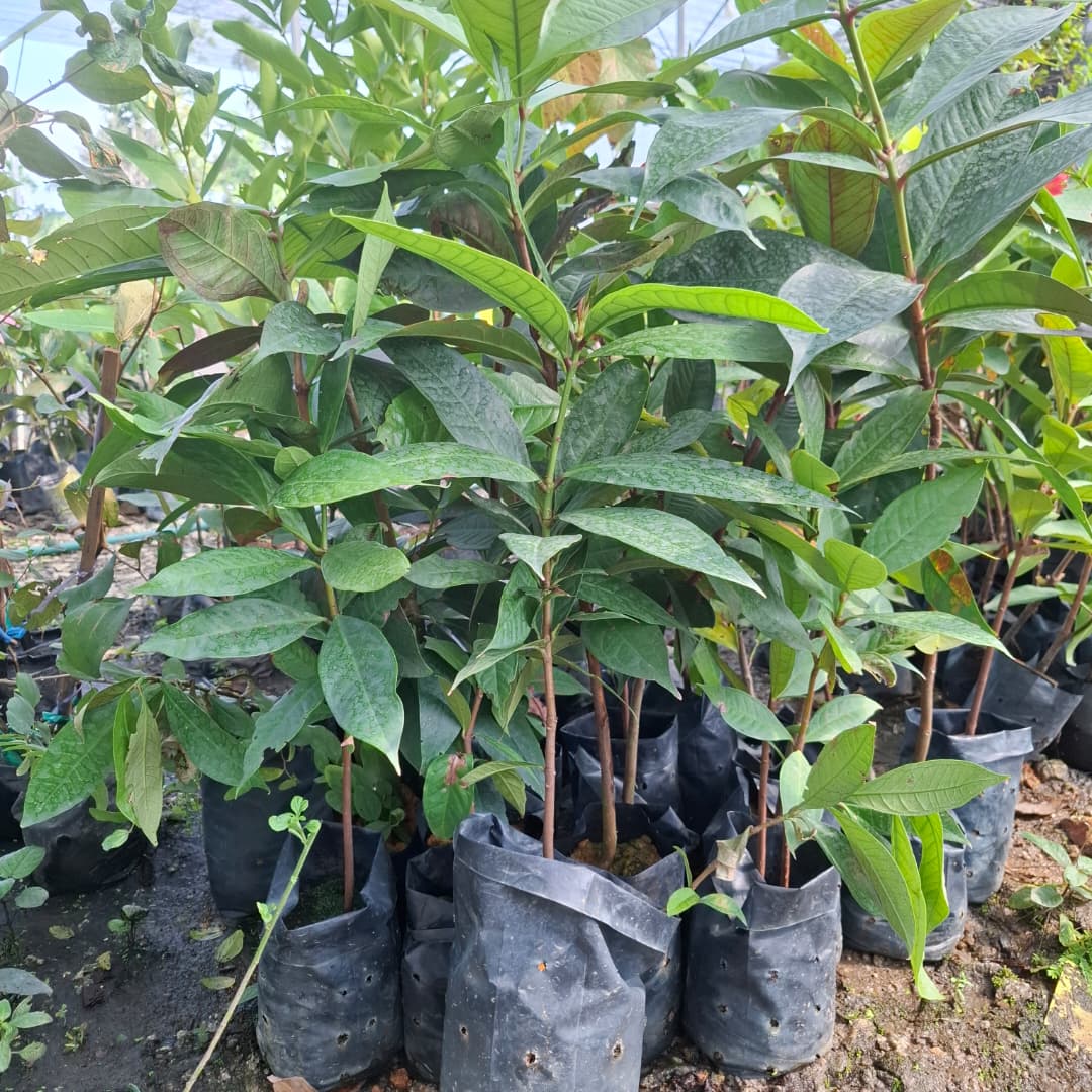 Jambu Bol Merah