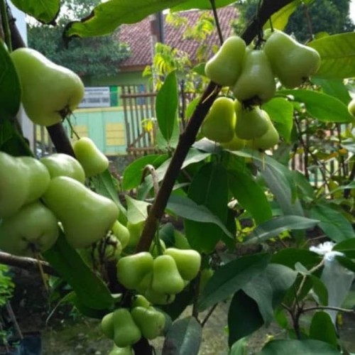 Jambu Madu Hijau