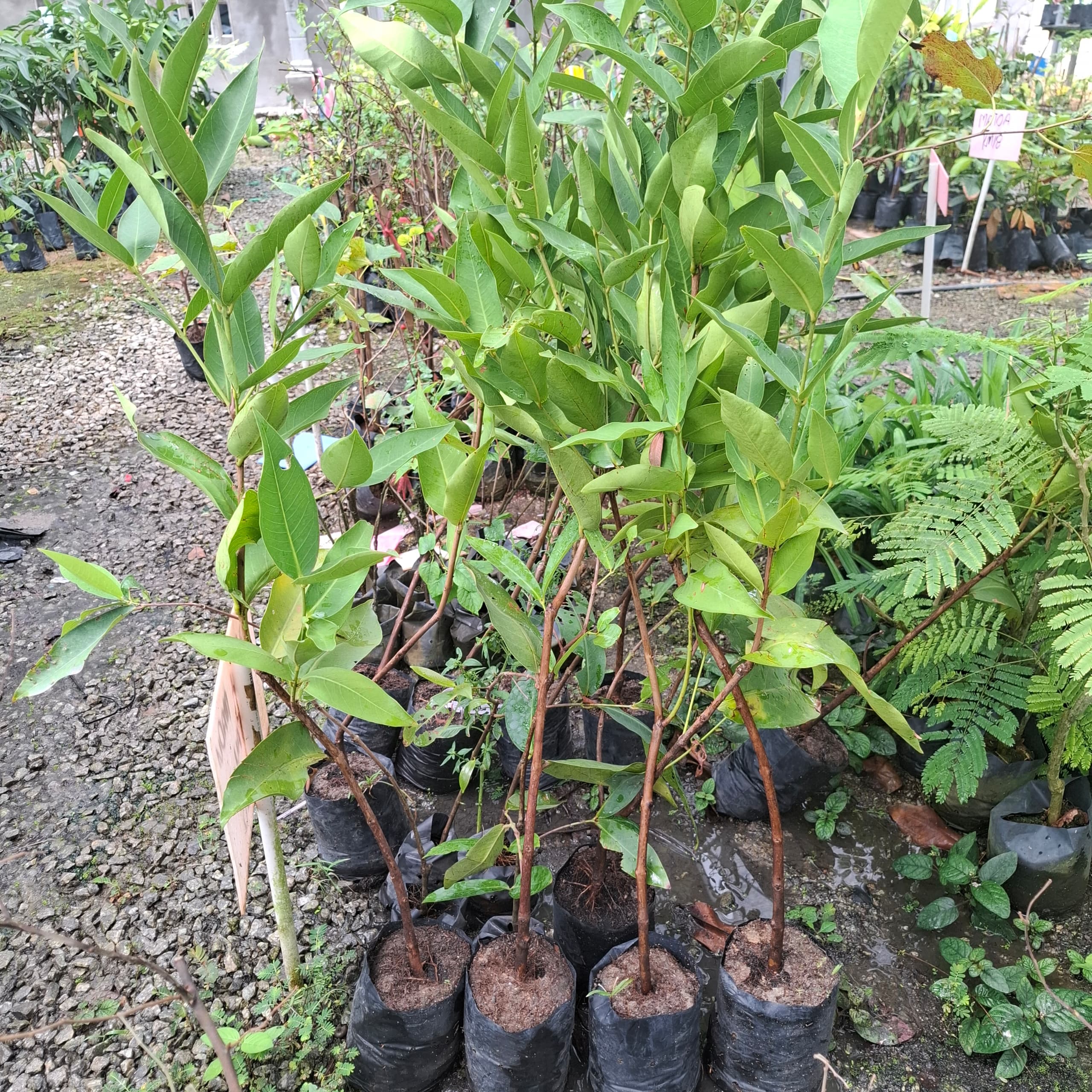 Jambu Madu Hijau
