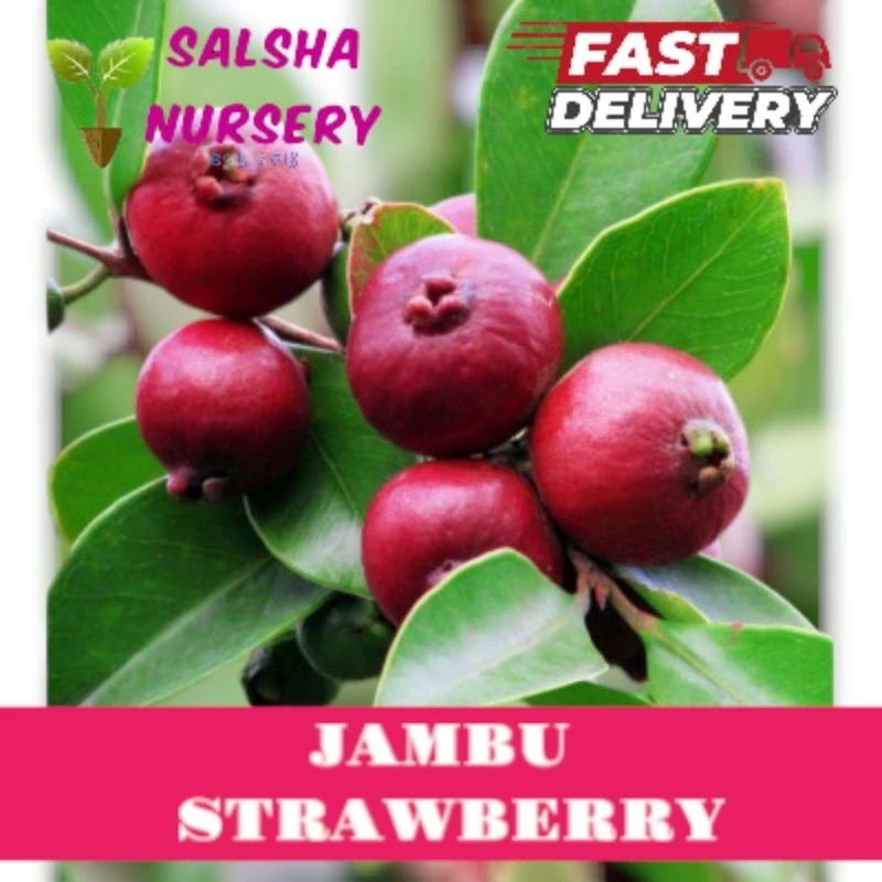 Anak Pokok Jambu Strawberry