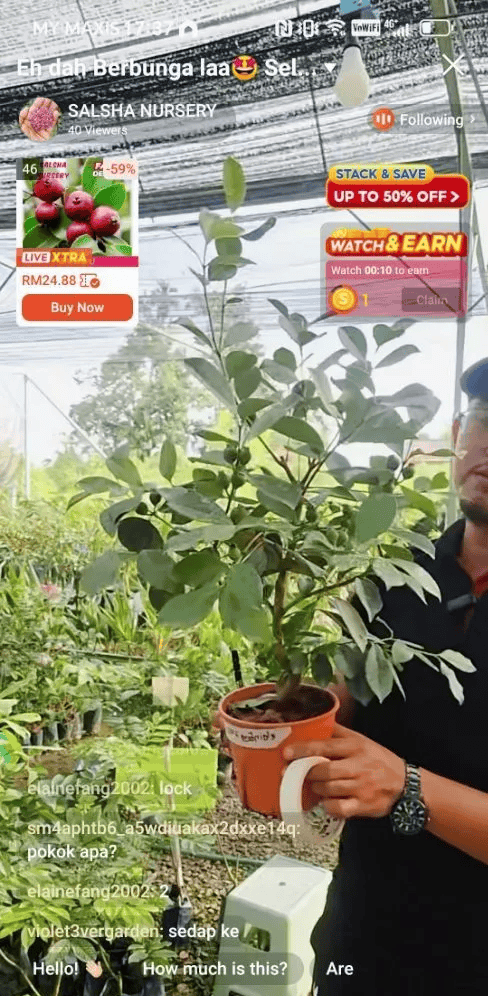 Review Pokok Jambu Strawberry 9