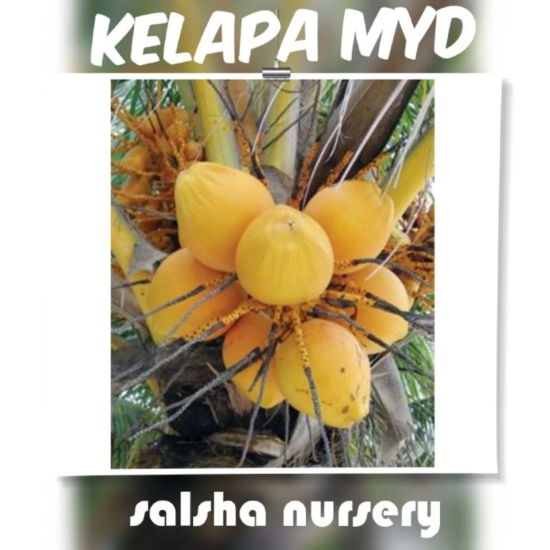 Kelapa Malayan Yellow Dwarf MYD