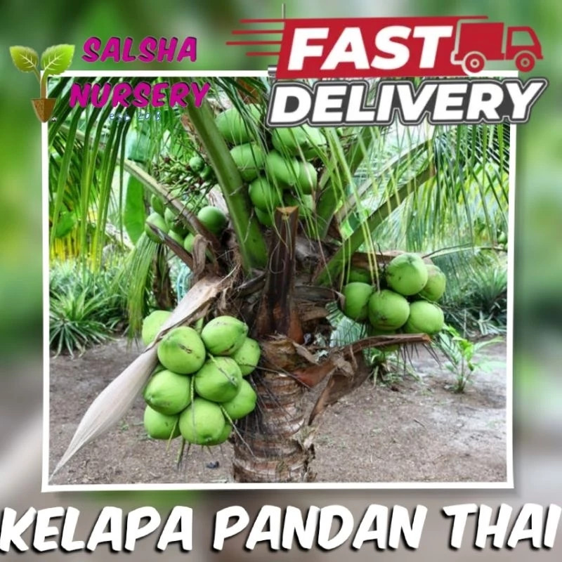 Kelapa Pandan Wangi F2