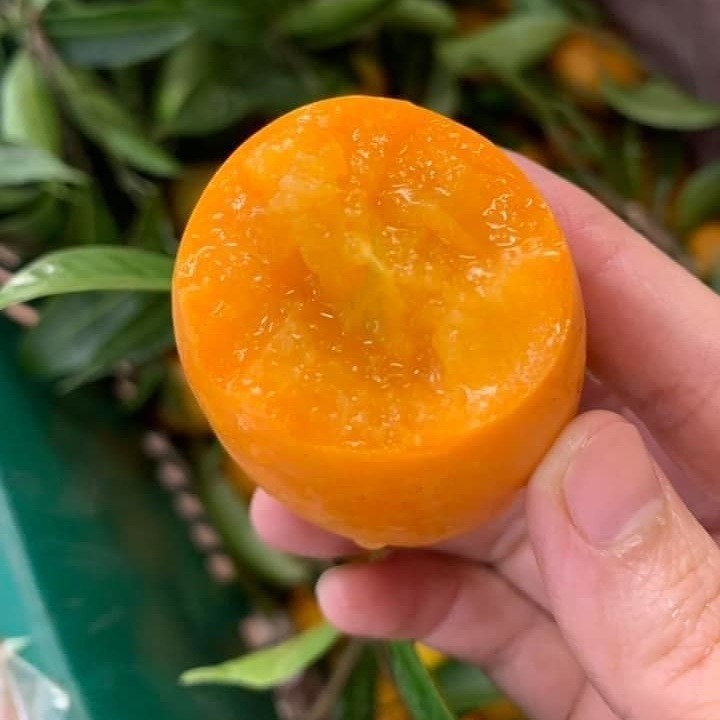 Kundang Madu