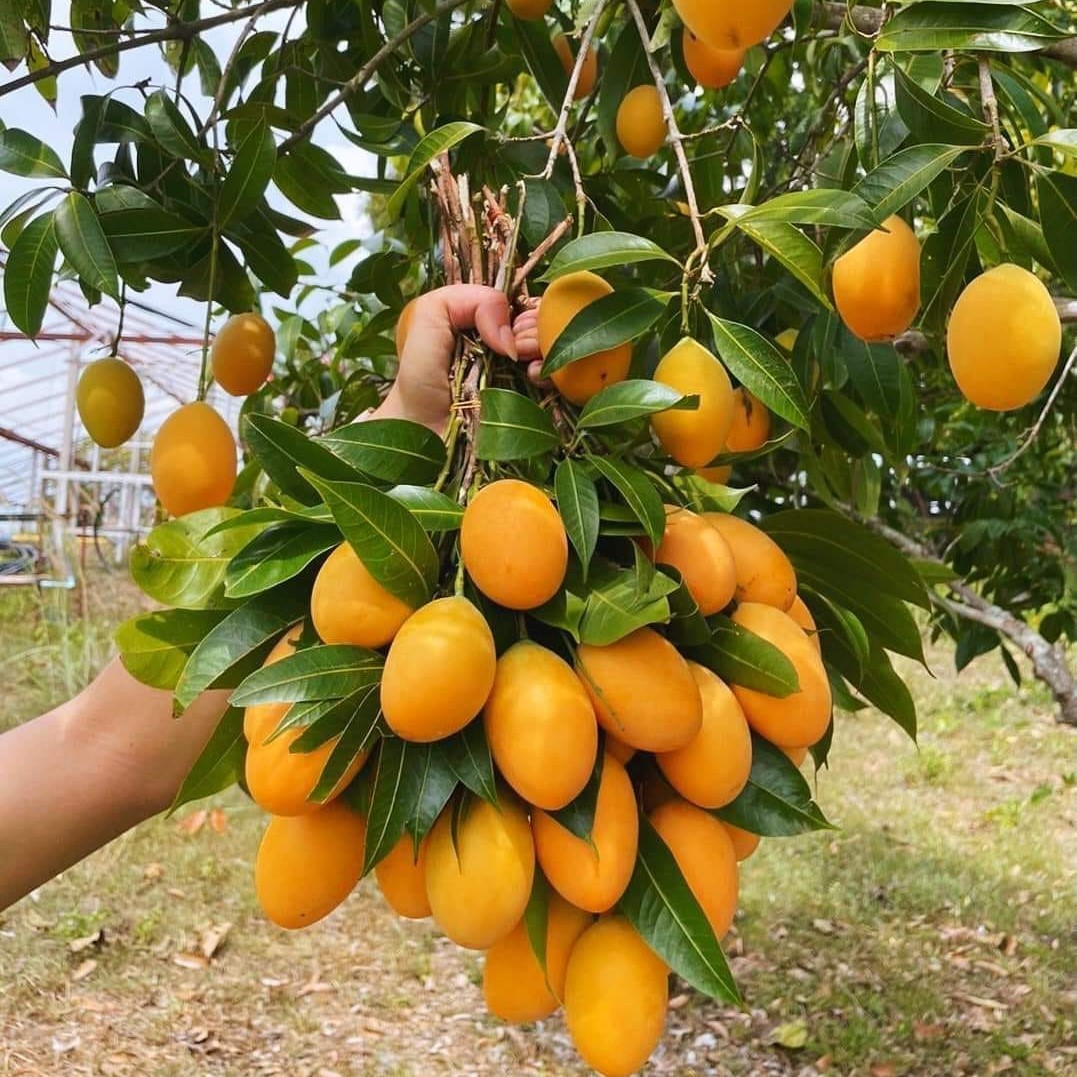 Kundang Madu
