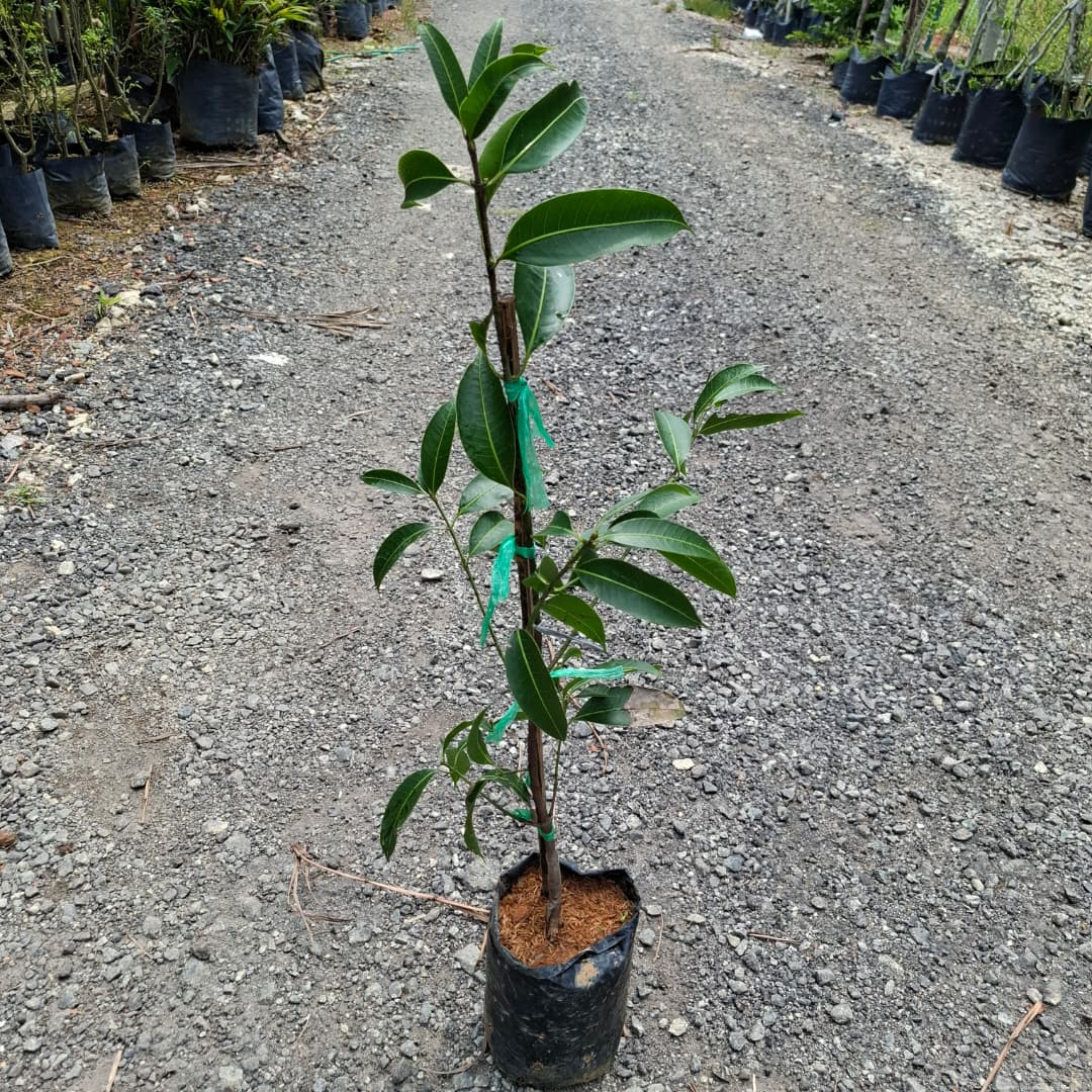Kundang Madu