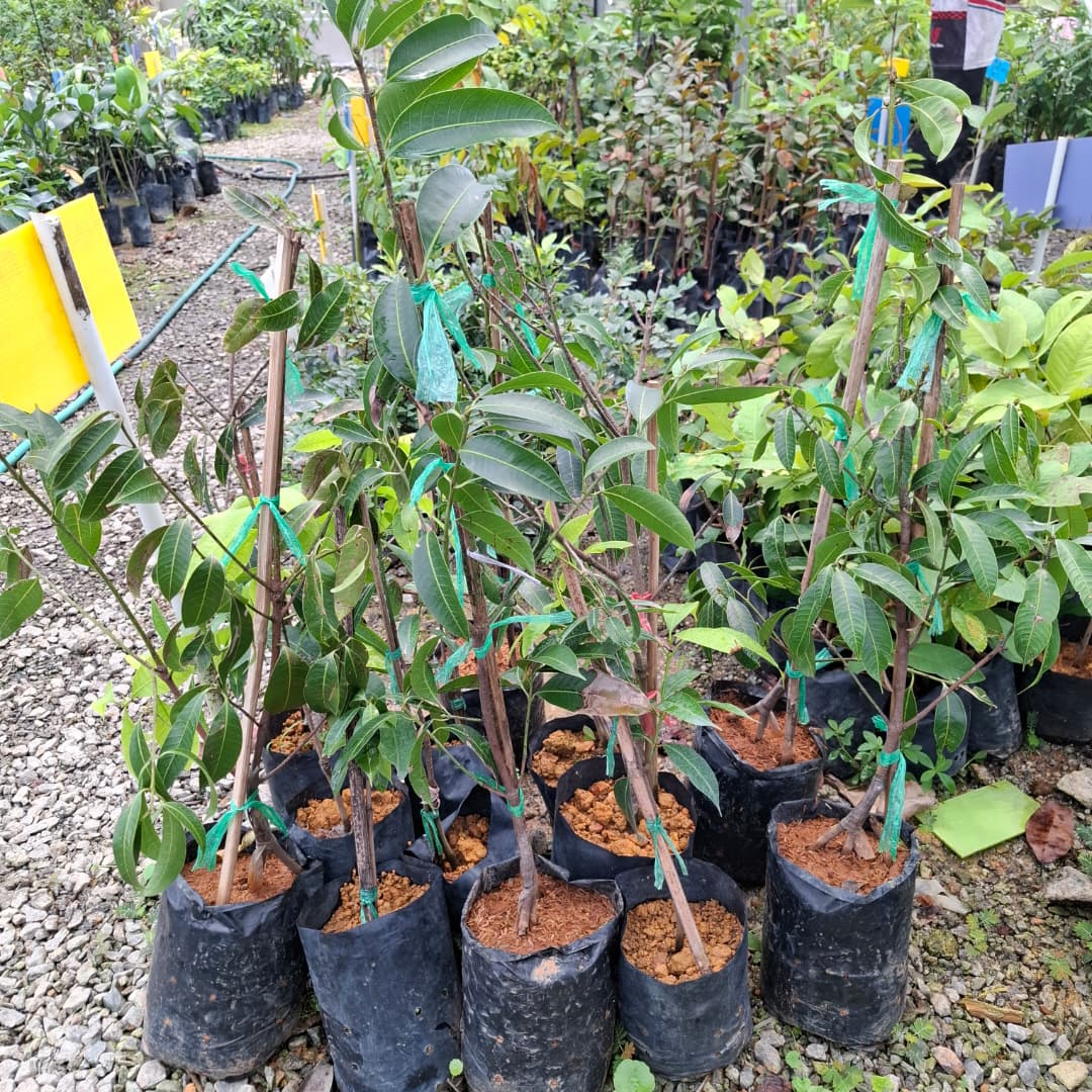 Kundang Madu
