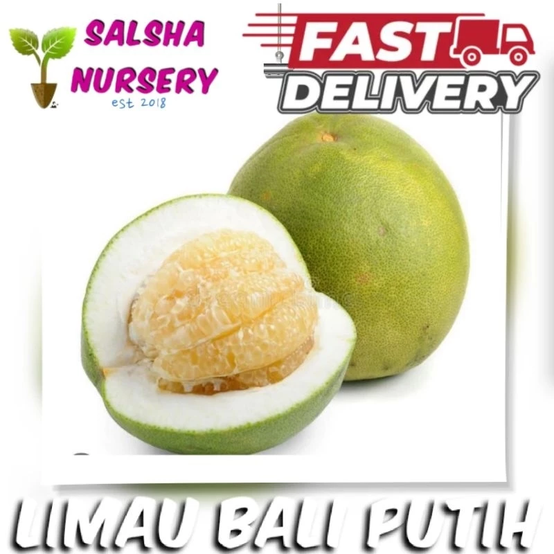 Limau Bali Putih