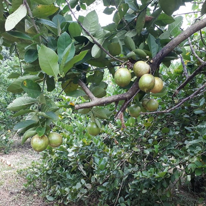 Limau Nipis