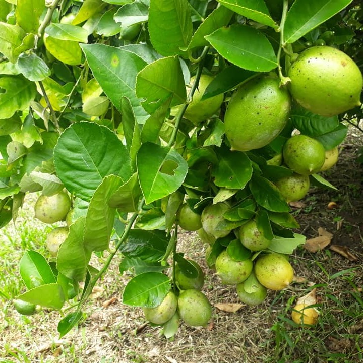 Limau Nipis