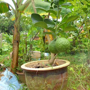 Limau Purut