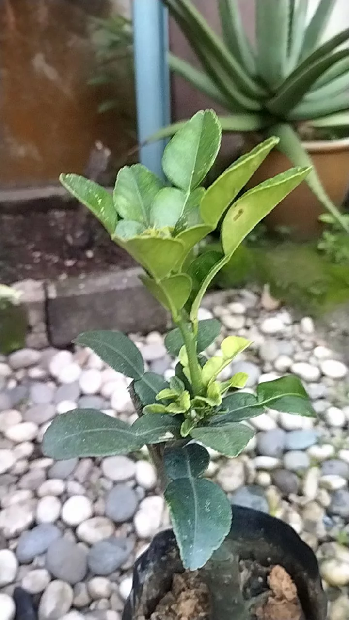 Ulasan 2